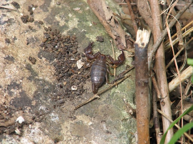 Euscorpius sicanus dalla Sicilia